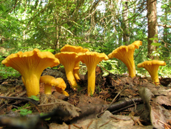 Лисичка настоящая (Cantharellus cibarius) в лесу