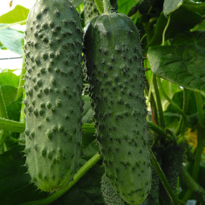 Амур F1 семена огурца партенокарпического (Bejo / Бейо)