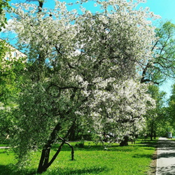 Грифон