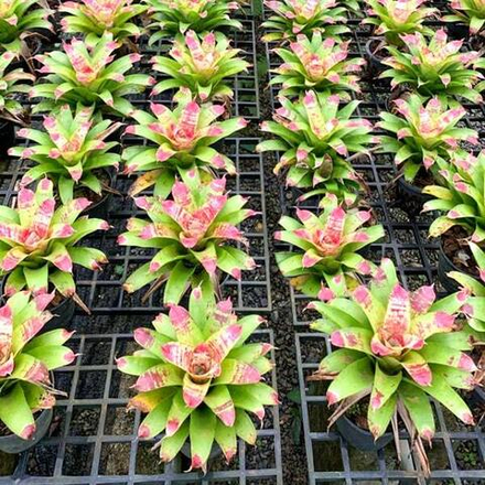 Неорегелия BEST OF SHOW