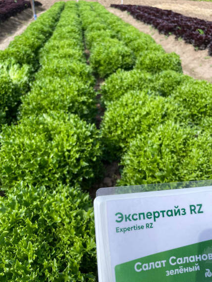 Экспертайз семена салата хрустящего с сильно рассеченным листом Rijk Zwaan-Райк Цваан купить оптом – фото 8