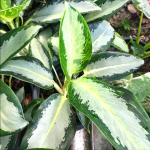Аглаонема RATSAMEE NGERN
