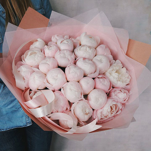 Купить Пионы пудровые "Miss America" от 3шт