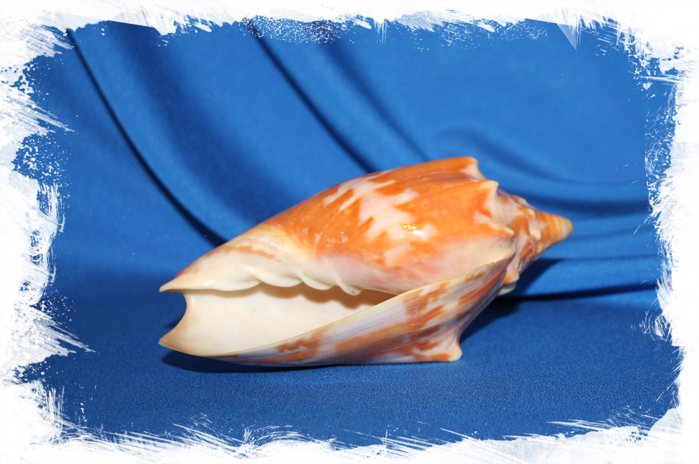 Раковина Цимбиола аулика, Cymbiola aulica, Voluta aulica