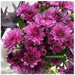 Хризантема мультифлора Bransound Purple м. 179(отгрузка май 2025г)