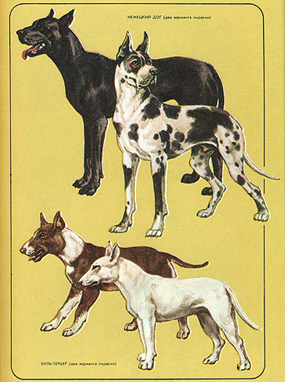 Соседи по планете. Домашние животные