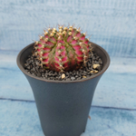 Gymnocalycium T-Rex Pink hybride (Гимнокалициум T-rex)