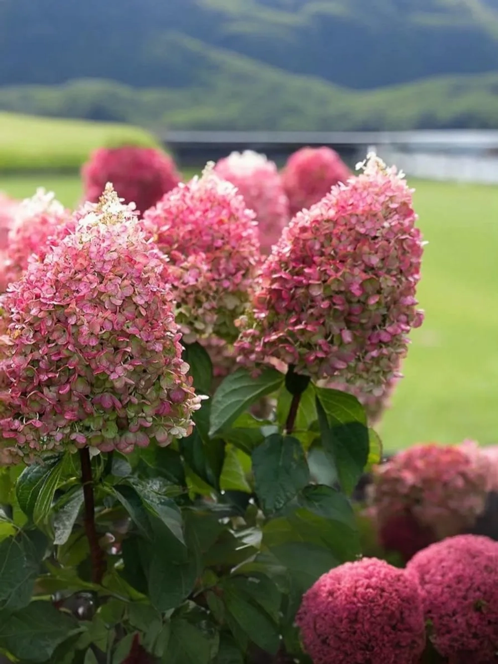 Гортензия метельчатая Пинки Промис