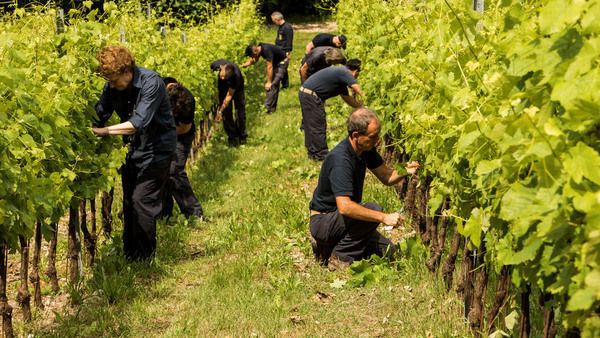 Tenuta San Leonardo получило статус Organic Farm