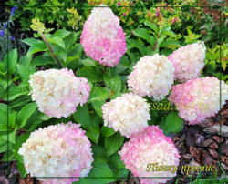 Гортензия метельчатая Пинк Промис- Розовое желание (Hydrangea paniculata `Pinky Promise`)