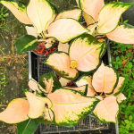 Аглаонема PEACH COCHIN