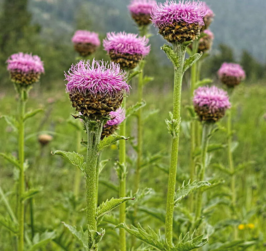 Левзея (маралий корень)