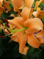 Лилия Оранж Спейс (ОТ-гибрид)