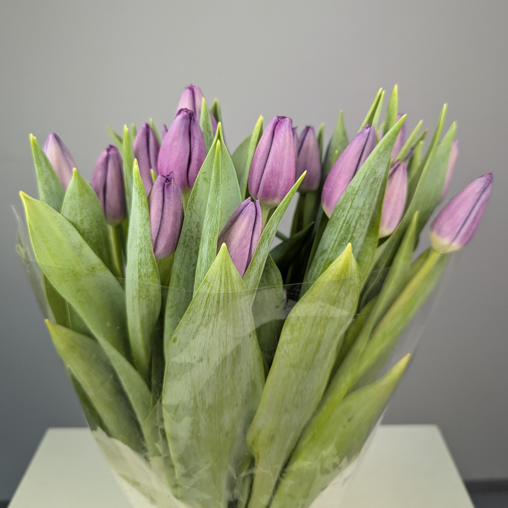 Пачка Сиреневых Тюльпанов (25 шт.)