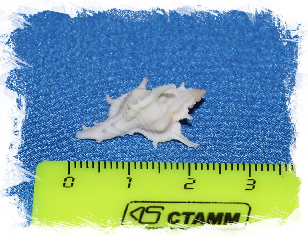 Мурекс Аксикорнис белый