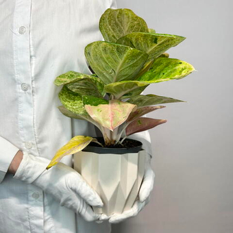 «Аглаонема»