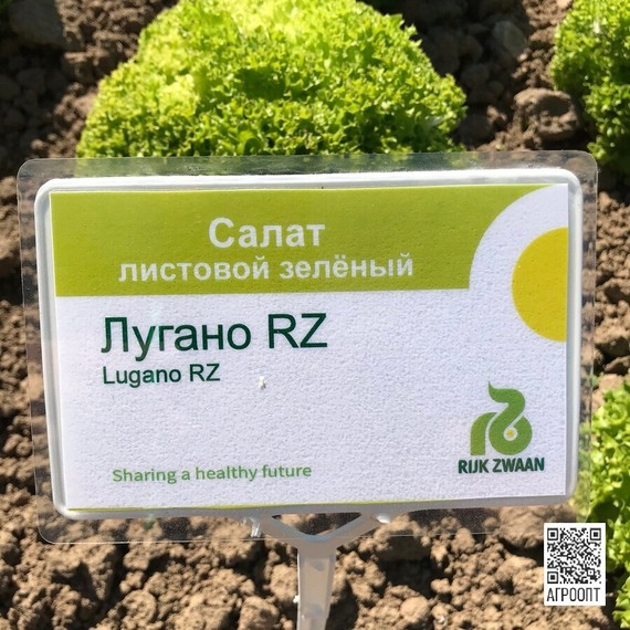 ЛУГАНО семена салата (Rijk Zwaan | Alexagro) – фото 5