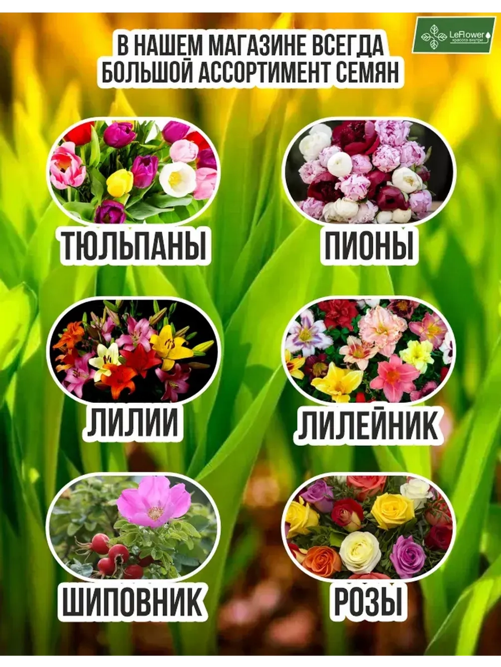 Луковичный цветок калла, 2 шт. Голландия