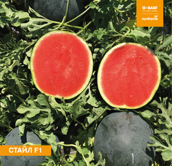 Стайл F1 семена арбуза (Nunhems / Нюнемс)