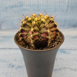 Gymnocalycium T-Rex Pink hybride (Гимнокалициум T-rex)