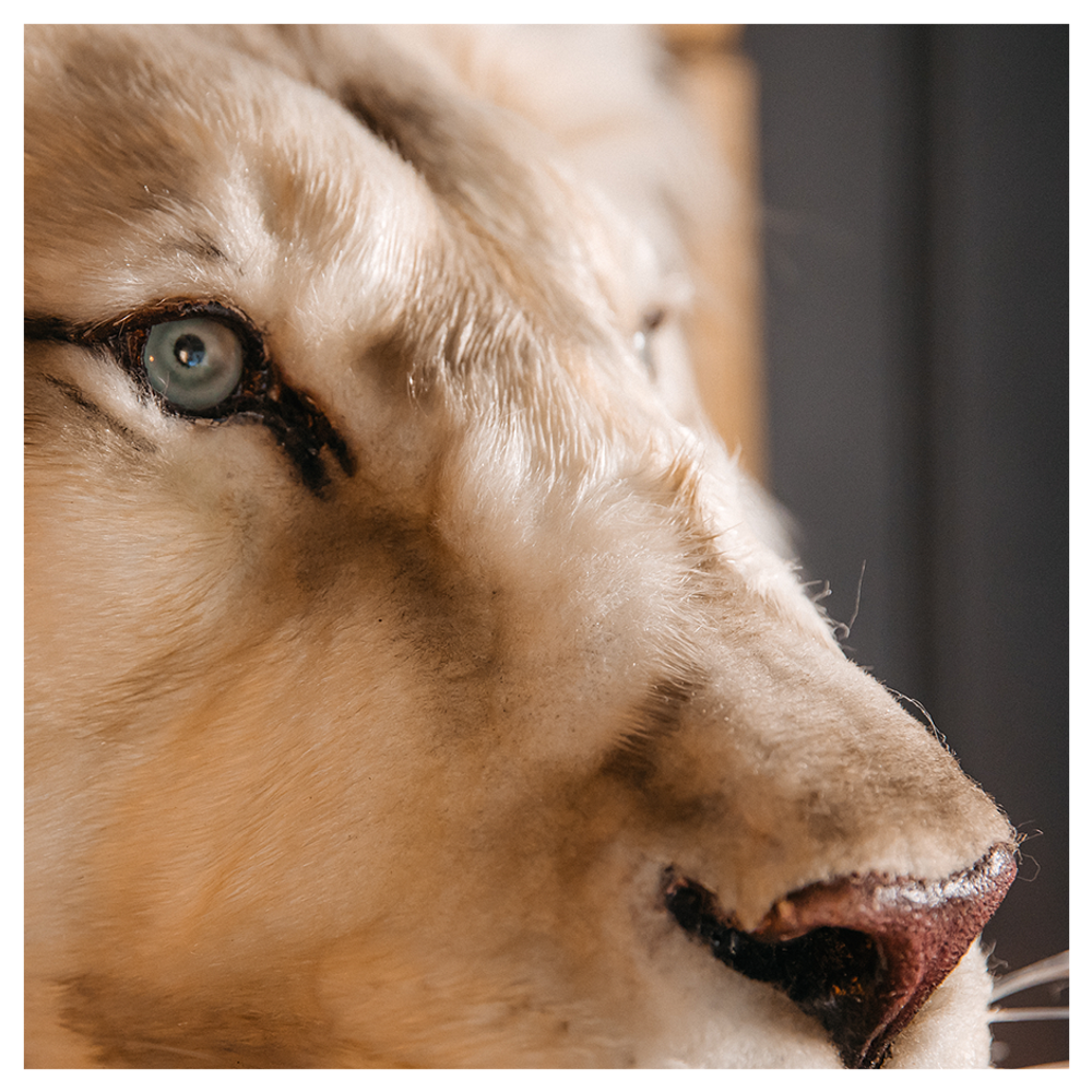 Реплика головы «Африканский лев»