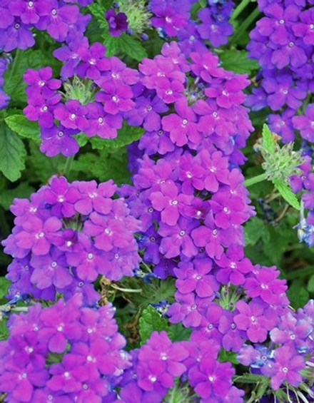 Вербена Empress Sun Violet укорененный черенок ОКС