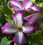 Клематис Минуэт С2