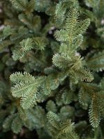 Искусственная ель «Монтерей» (Литая хвоя) 150 см / 1.5 м