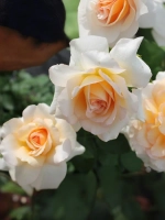 Роза флорибунда Кокард