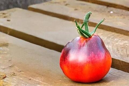 Томат биколор Синяя груша 5шт.