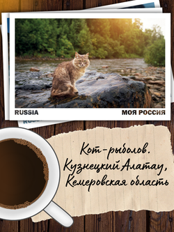 Моя Россия. Коты