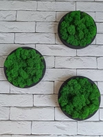 Панно из мха набор 3 шт.