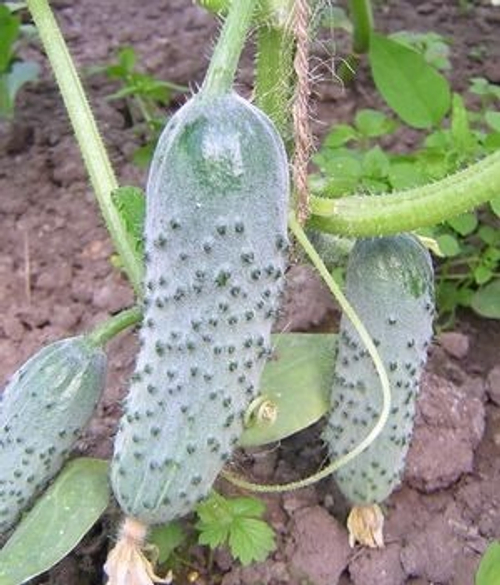 Огурец Герман F1