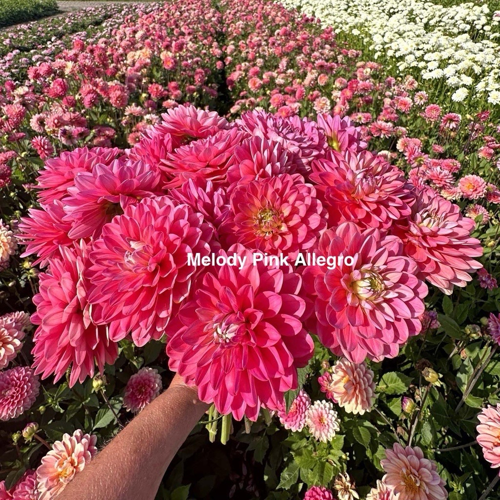 Георгина Мелоди Пинк Аллегро (Melody Pink Allegro), корнеклубень