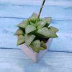 Haworthia Comptoniana Hybride hybrid (Хавортия)
