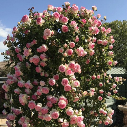 Роза плетистая Pierre de Ronsard/MEIviolin, Eden, Eden Rose 85, Eden Climber