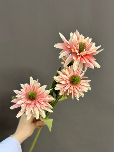 Эхинацея розовая (h73 см)