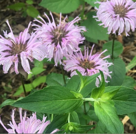 Монарда брадбуриана. Monarda bradburiana.