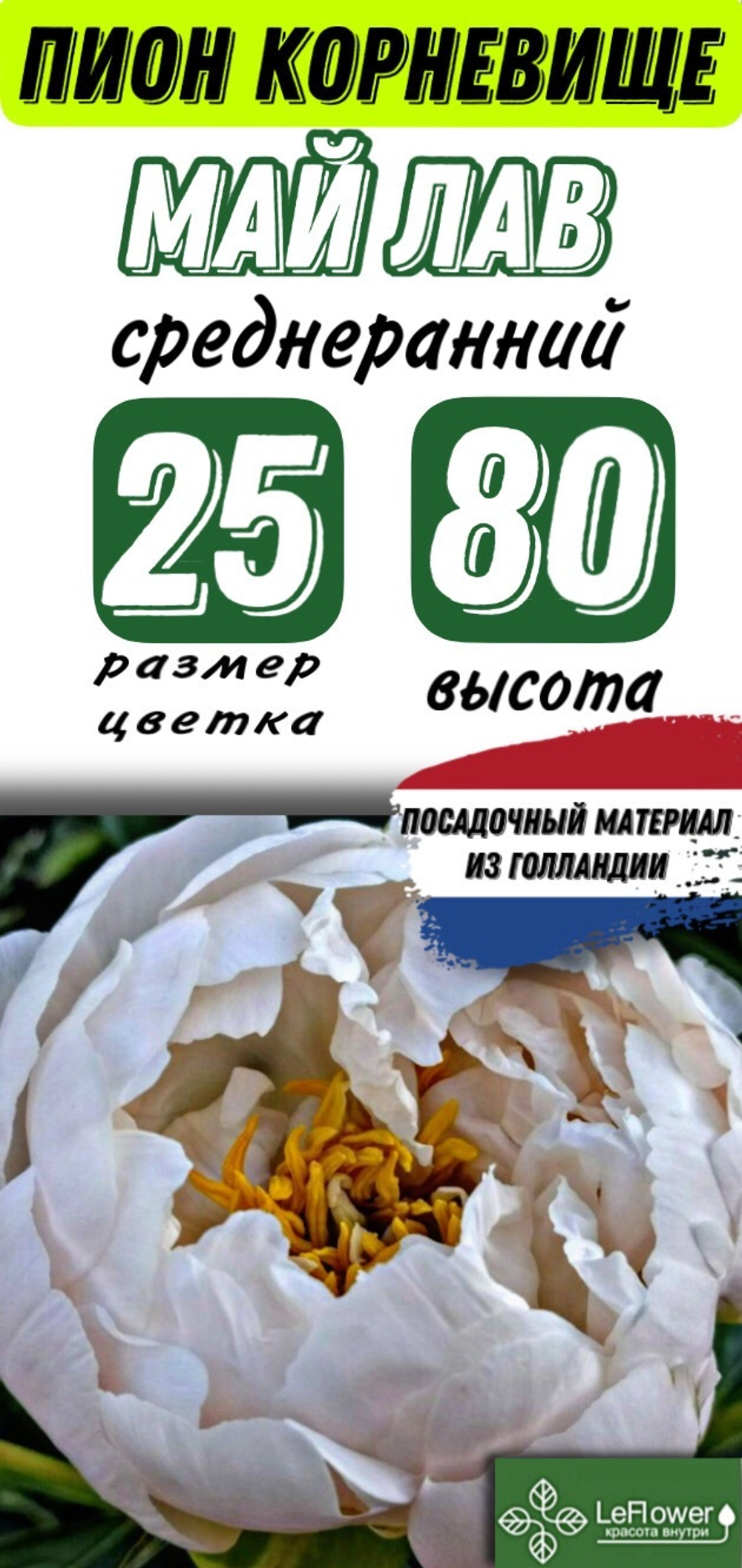 Пион Корневище, Май Лав