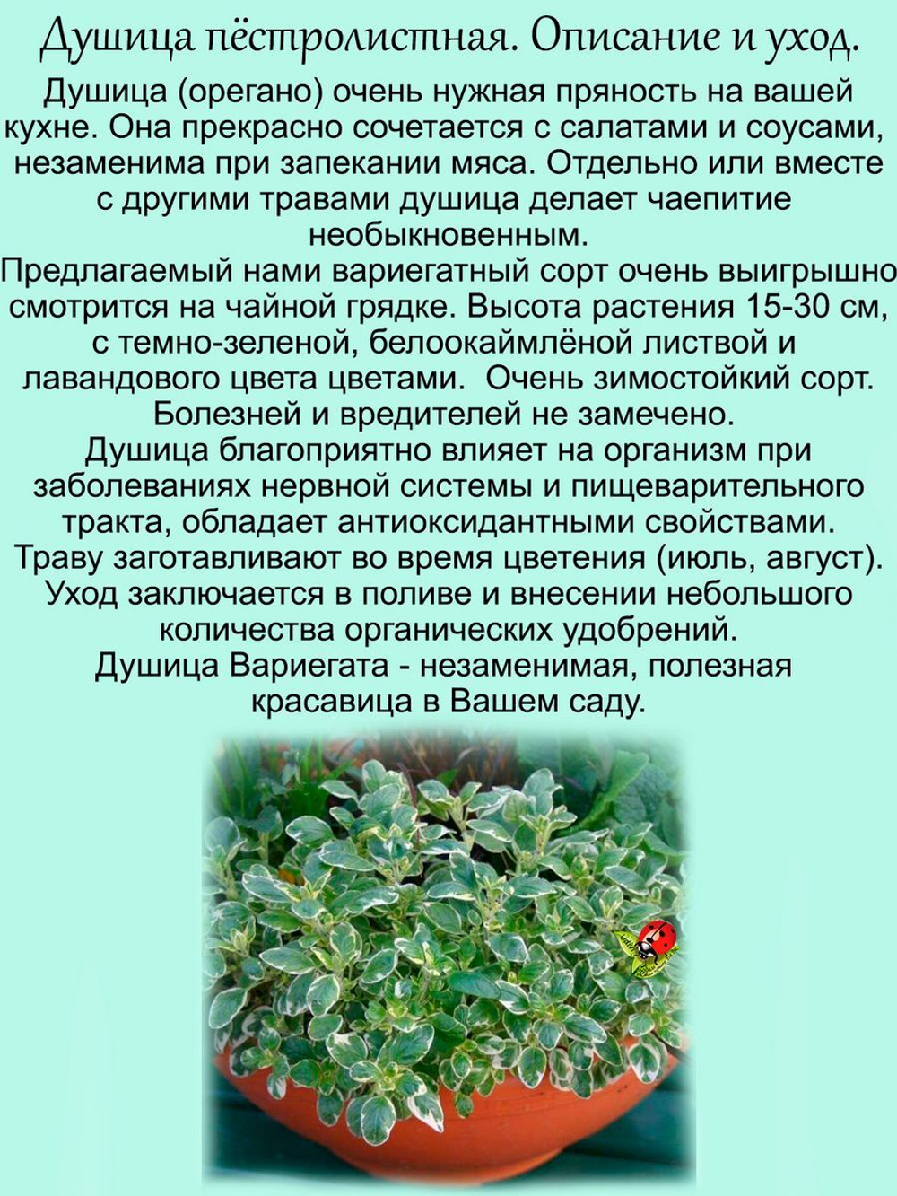 Душица Вариегата пестролистная орегано многолетняя
