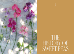 Sweet Pea School: Growing & Arranging the Garden’s Most Romantic Blooms