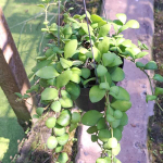 Хойя HEUSCHKELIANA YELLOW