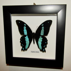Бабочка Papilio nireus в рамке