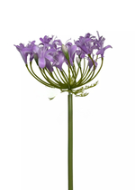 Агапантус 76см