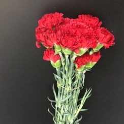 Гвоздика красная, 65 см.