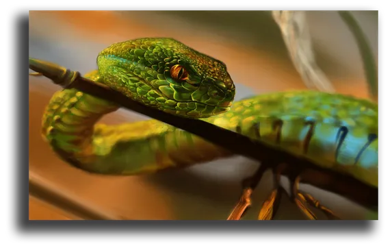 Постер "Изумрудная котиара"