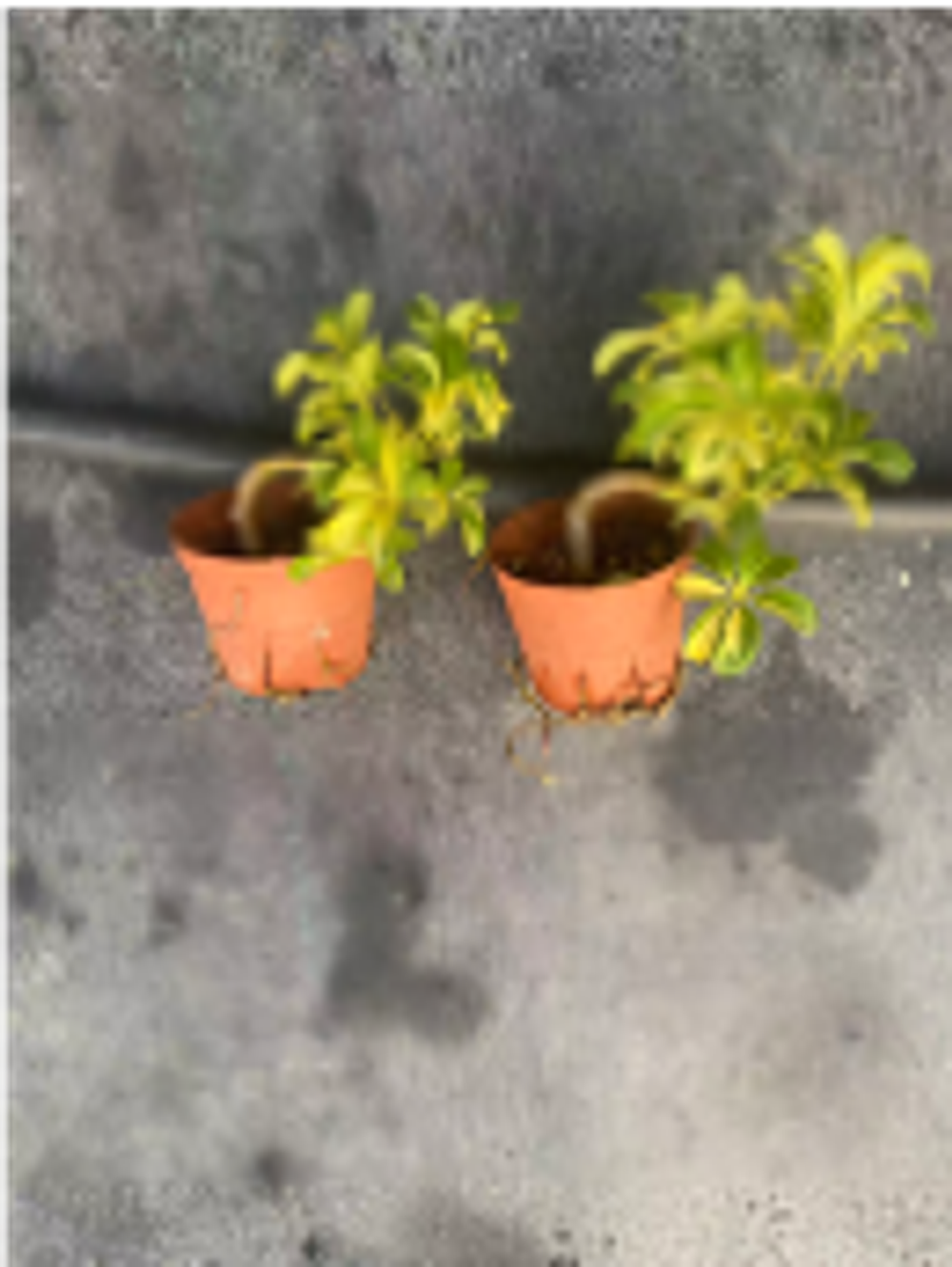 Шеффлера heptaphylla д.9