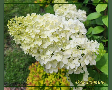 Гортензия метельчатая Диамантино- Алмаз (Hydrangea paniculata `Diamantino`)