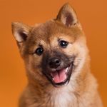 Фон бумажный Savage SA 17-12 Sienna 2.72 x 11м земля