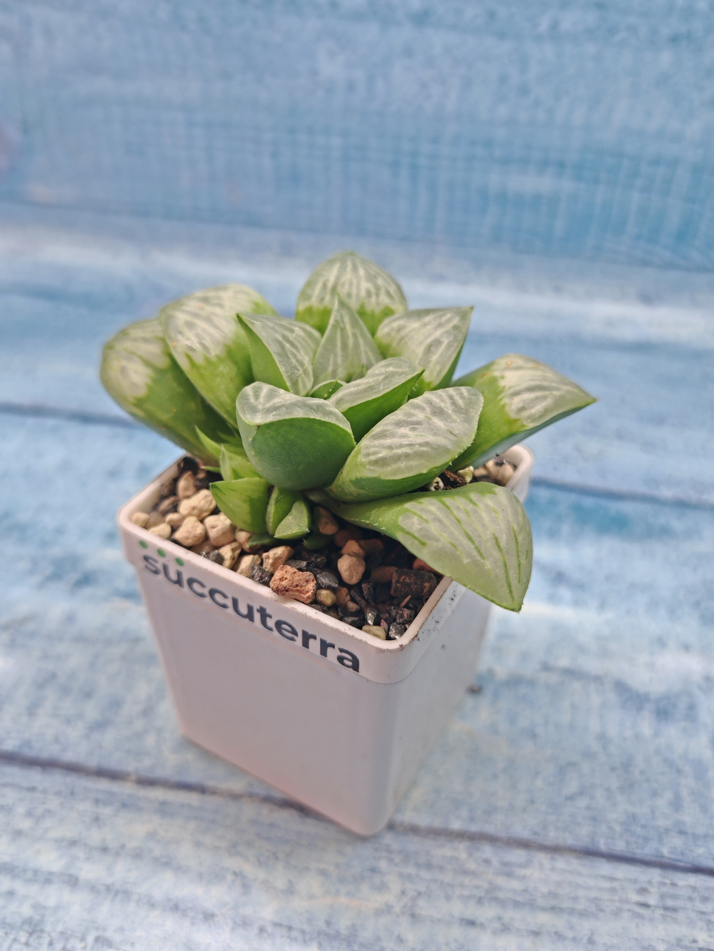Haworthia Mutica Bykua (Хавортия)
